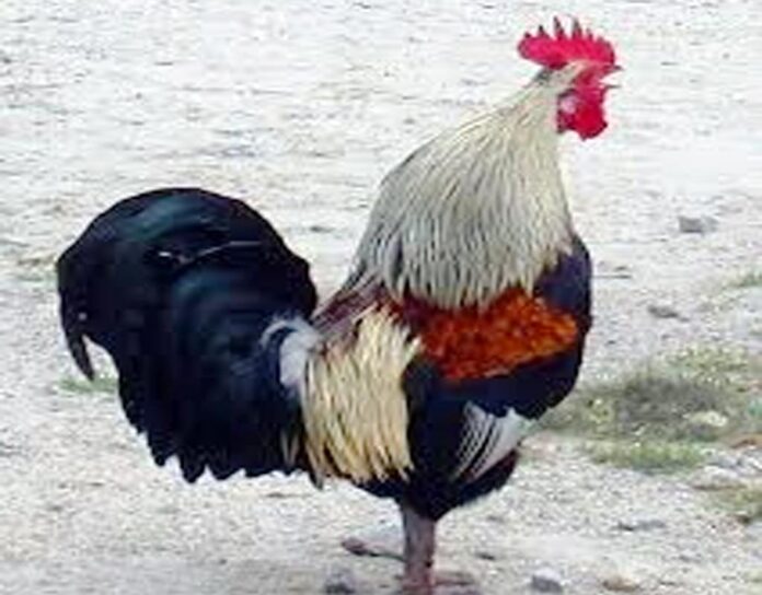 rooster