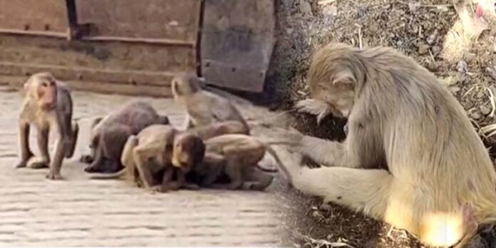 Monkey Death in Sambhal