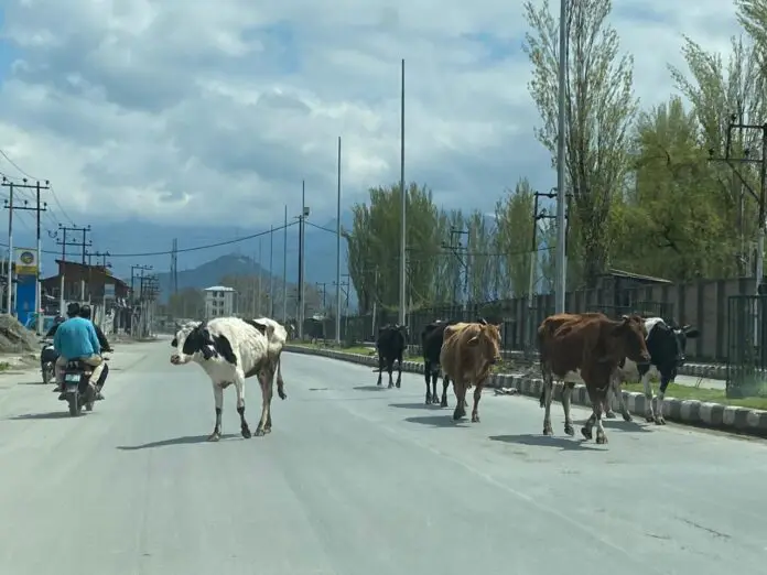 Srinagar,Kashmir during lockdown