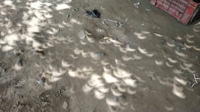 Solar Eclipse सूर्य ग्रहण के दौरान वृक्षों के नीचे बनी अद्भुत आकृतियां