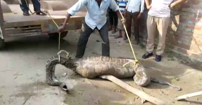 रामपुर में मिला 15 फ़ीट लम्बा अजगर,लोगों में दहशत