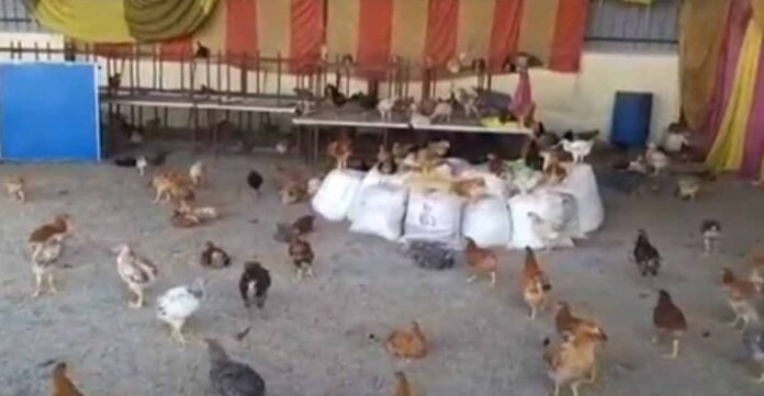 कोरोना का क़हर,जहाँ गूंजती थी शहनाई वहाँ हो रहा मुर्ग़ी पालन