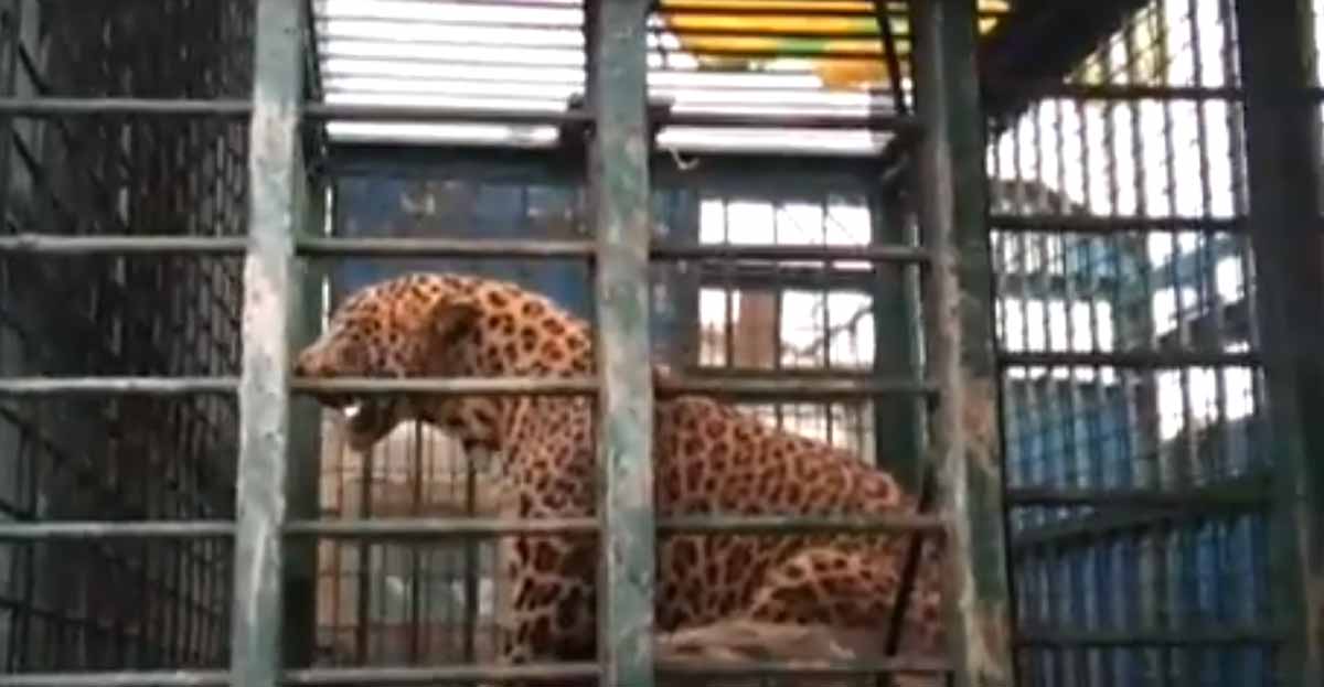 Leopard वन विभाग ने पकड़ा तेंदुआ