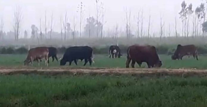यूपी में आवारा पशुओं से किसानों की फसलें बर्बाद