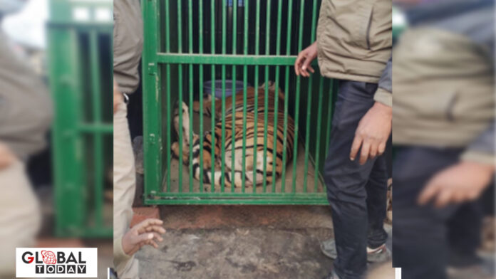 tiger पीलीभीत में बाघ की दहशत