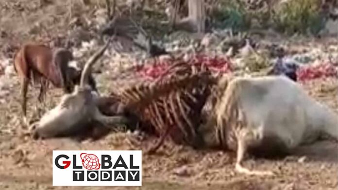 उत्तर प्रदेश में गौवंश की दुर्दशा के लिए युवा मंच संगठन ने उठाई आवाज़