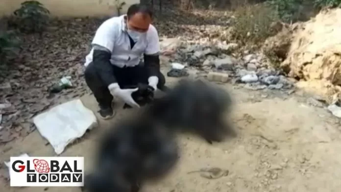 crow news कई दर्जन कव्वों की मौत से इलाक़े में मचा हड़कंप