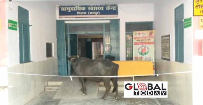 भैंस ने किया सरकारी अस्पताल का निरीक्षण