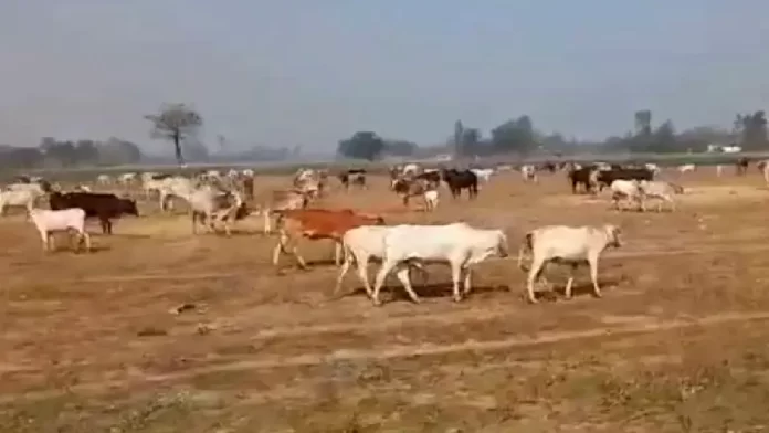 योगी की रैली में किसानों ने छोड़े सैकड़ों बैल और सांड