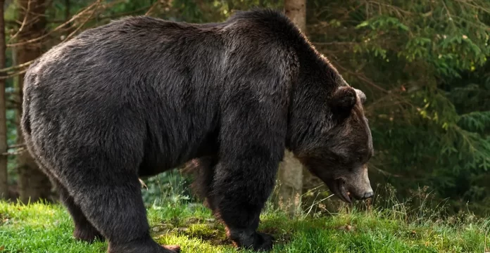 bear Man injured in Bear Attack in Lal Mandi Srinagar
