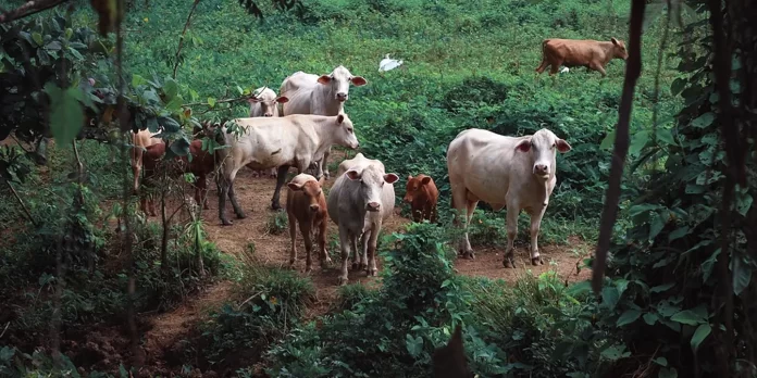 cow उत्तर प्रदेश में लगा पशुओं का लॉक डाउन, अब पशुओं के परिवहन, क्रेय-विक्रय और बाजारों पर रोक