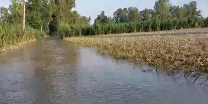 कोसी नदी उफ़ान पर लाखों किसानों की फसलों पर फेरा पानी