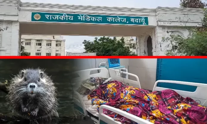 वेंटीलटर पर बेहोश मरीज़ बना चूहों का खाना