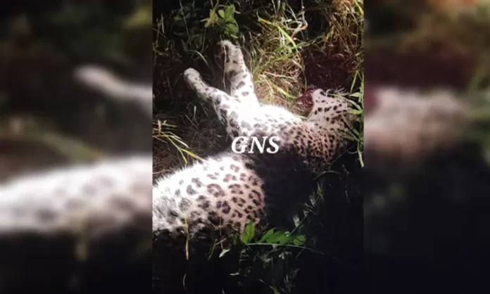 Man-eater Leopard Killed in Anantnag Village