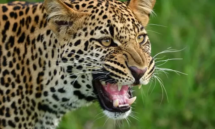 Leopard Runs Amok in Sallar Anantnag, Injures 12 Persons