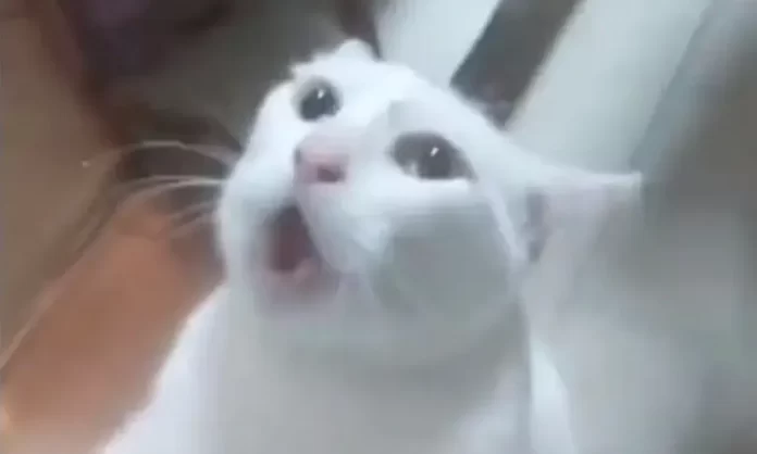 cat चूहों को पकड़ने के लिए लाई गई थी बिल्ली