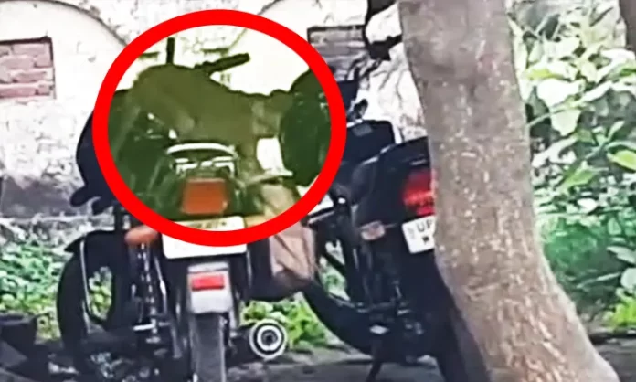 एक ही पल में लखपति बन गया बंदर