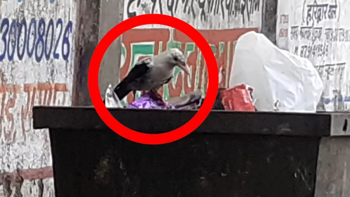 crow रामपुर में दिखा काले और सफेद रंग का दुर्लभ कौआ देखा गया