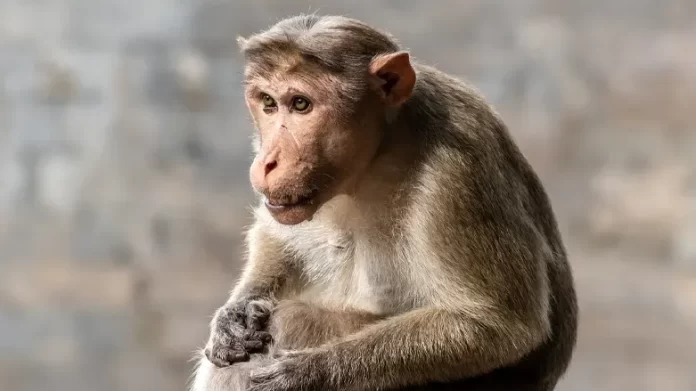 बंदर को बचाने की कोशिश में बैंक मैनेजर सहित 3 की मौत