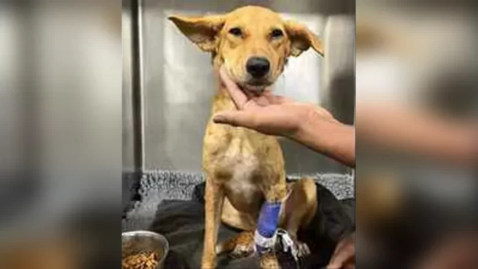 dog for help अस्पताल में इलाज करा रहे बीमार कुत्ते की भारतीय करोड़पति बिजनेसमैन ने कैसे की मदद?
