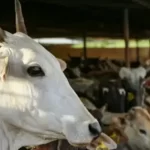 Cow got the status of state mother in Maharashtra