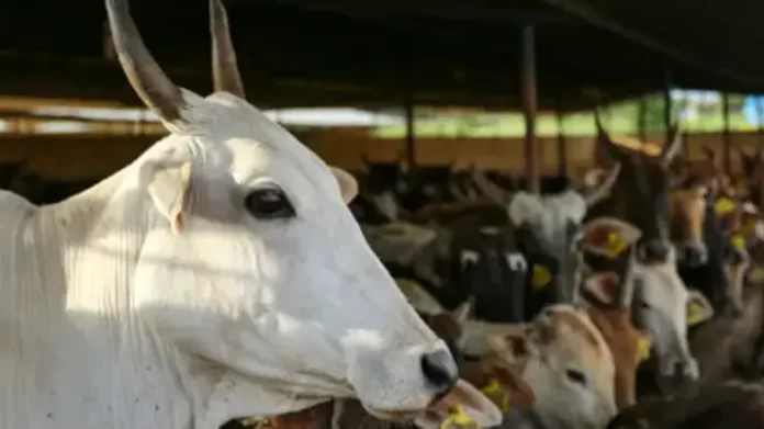 Cow Cow got the status of state mother in Maharashtra