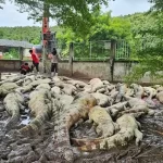 Thai farmer kills more than 100 of his crocodiles