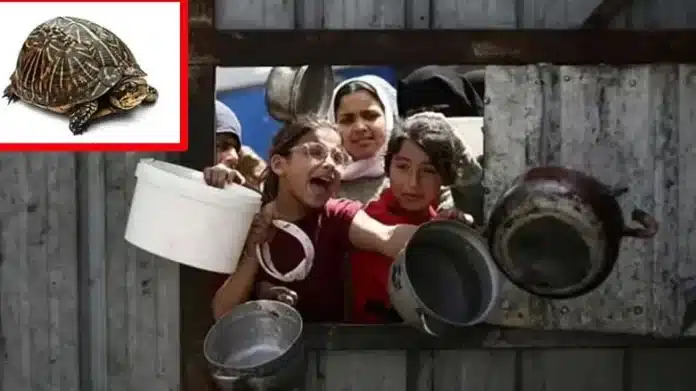 Starving Palestinian woman forced to feed cooked turtles to children