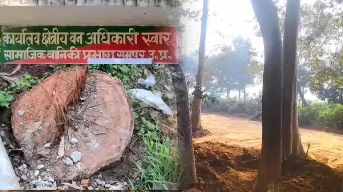 Rampur: Four people including a sub-inspector suspended on charges of illegal felling from Peepli forest range, DFO Rampur took major action