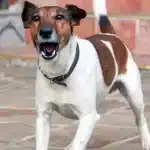 The owner was killed with an axe because the dog barked