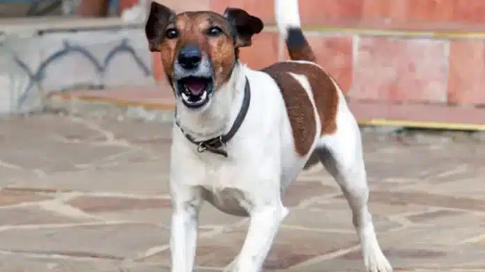 The owner was killed with an axe because the dog barked