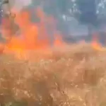 Massive Fire in Wheat Crop in Mirganj