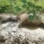 badaun-sahaswan-high-tension-line-accident-buffalo-death