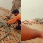 Badaun Kachhla Crocodile Rescue