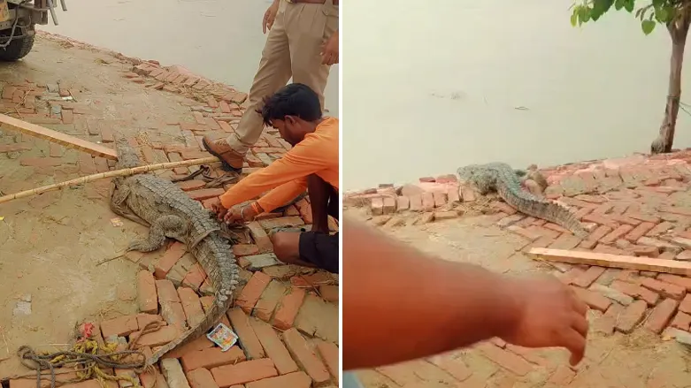 Badaun Kachhla Crocodile Rescue