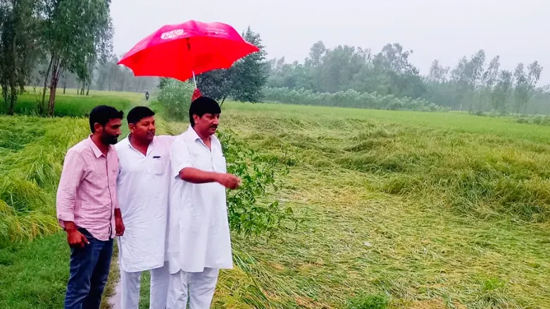 rampur-paddy-crop-damaged-due-to-heavy-rain-mustafa-hussain-demands-compensation