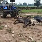 cow condition in MP