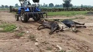 cow condition in MP
